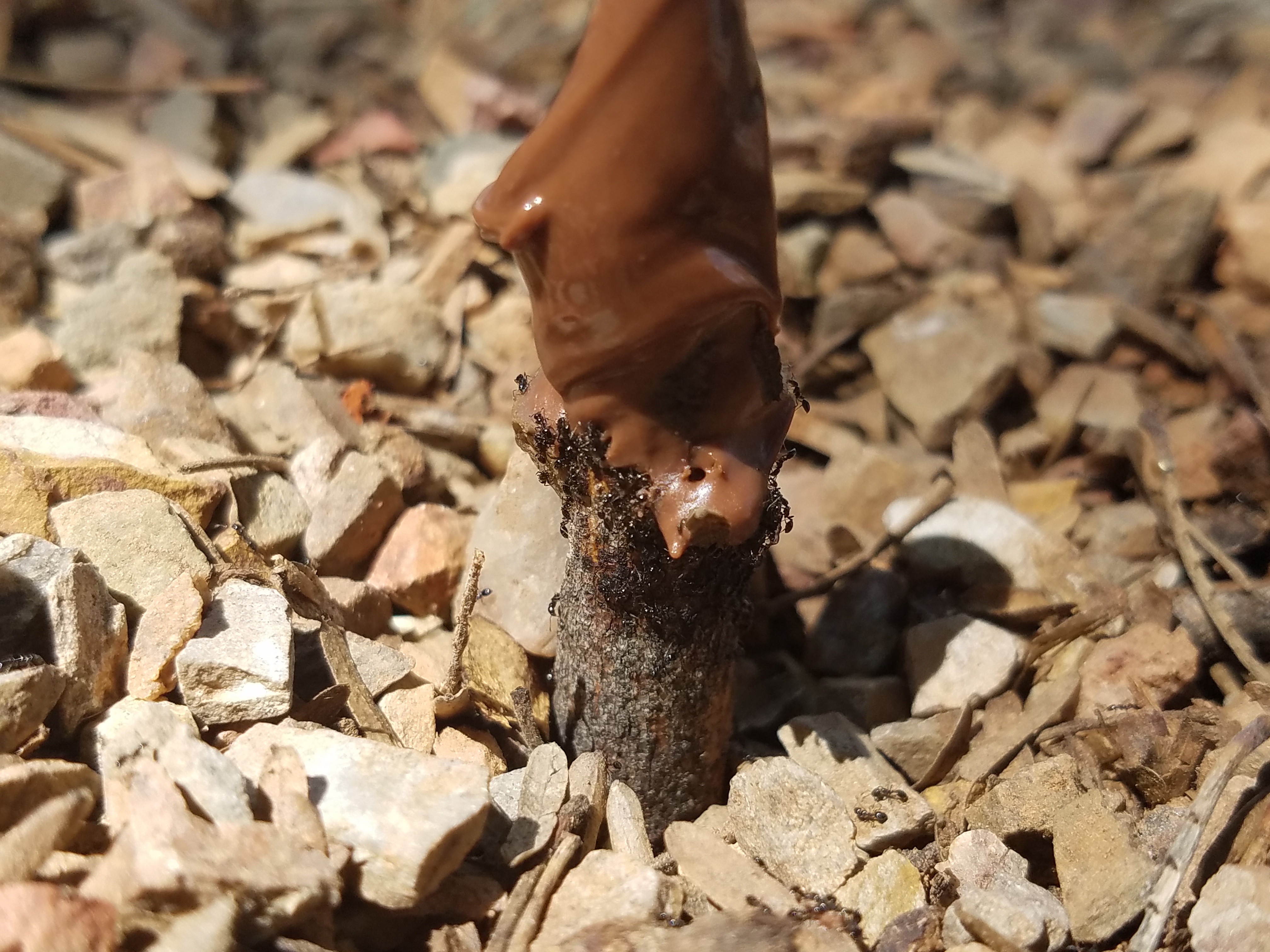 black ants on the nutella sticks