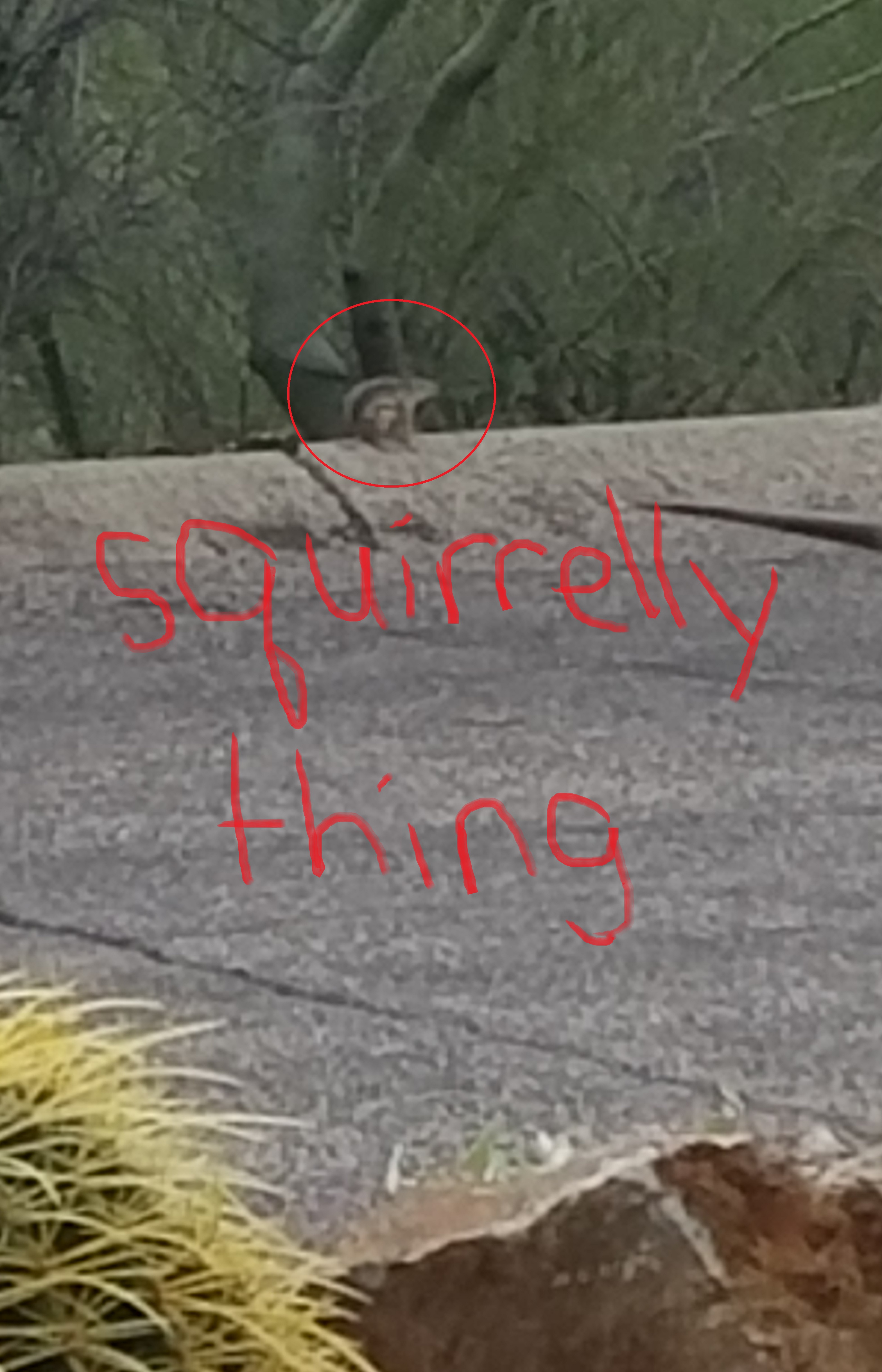 squirrelly thing