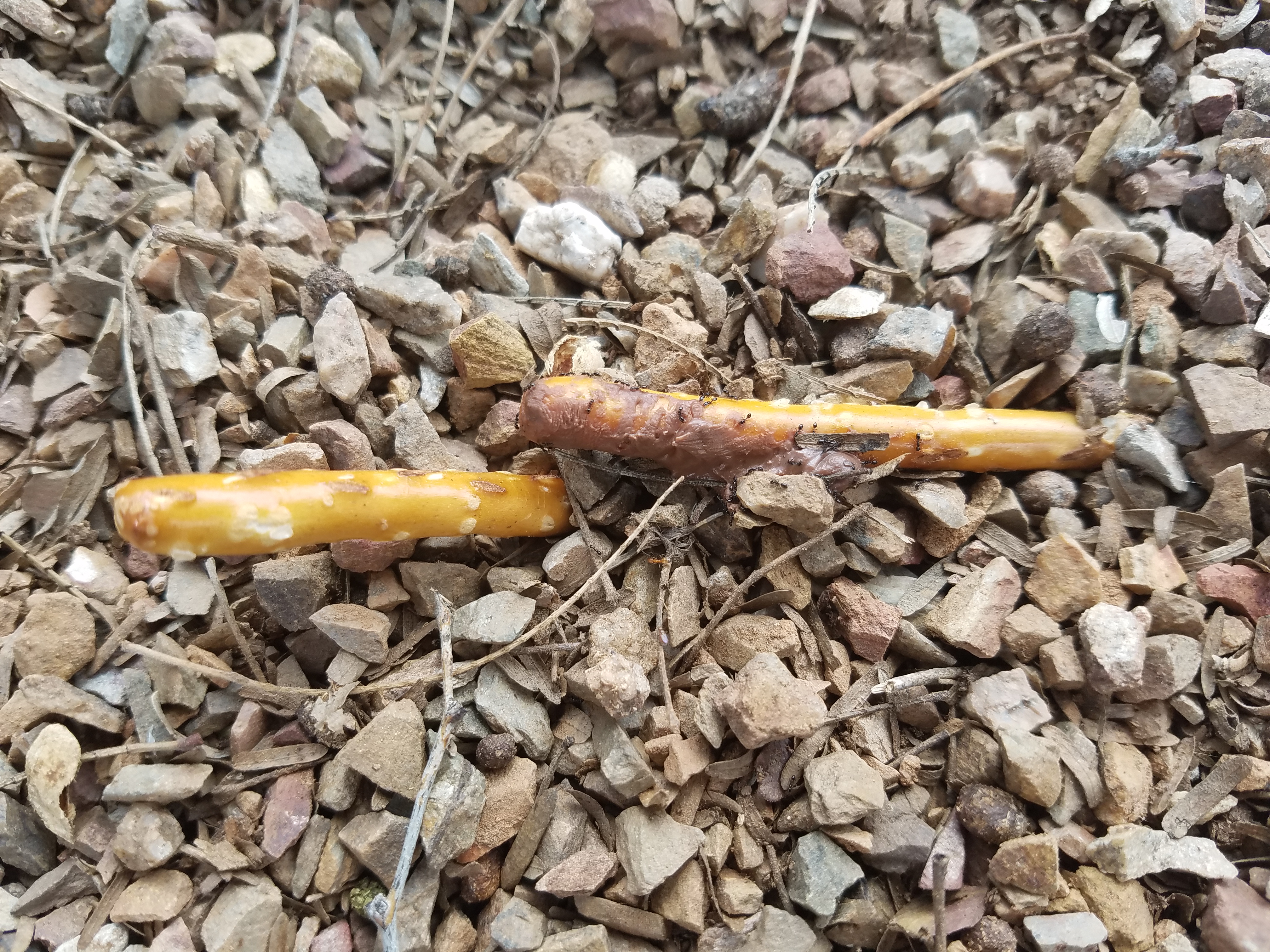 ants on the nutella sticks
