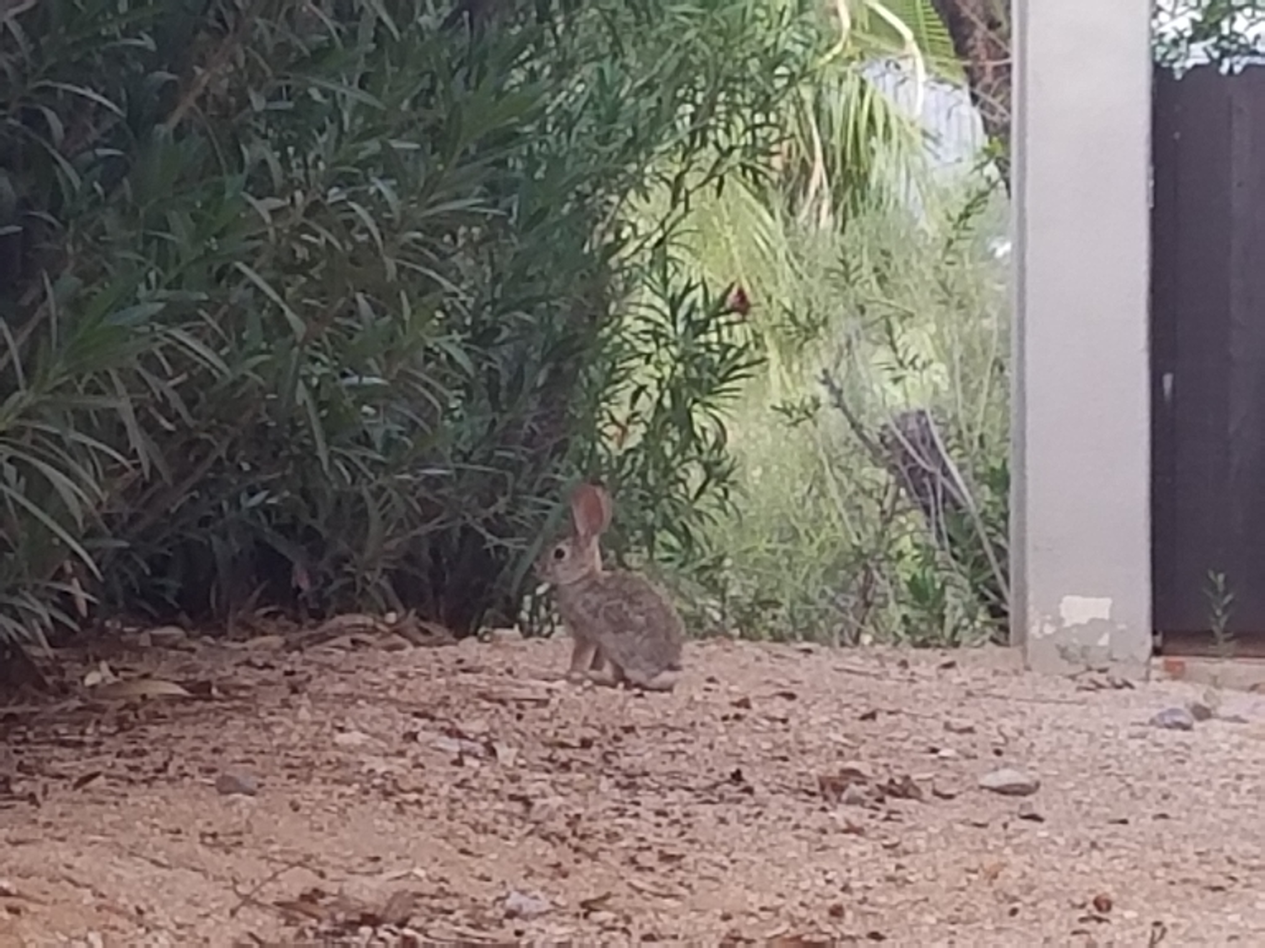 rabbit near nutella sticks