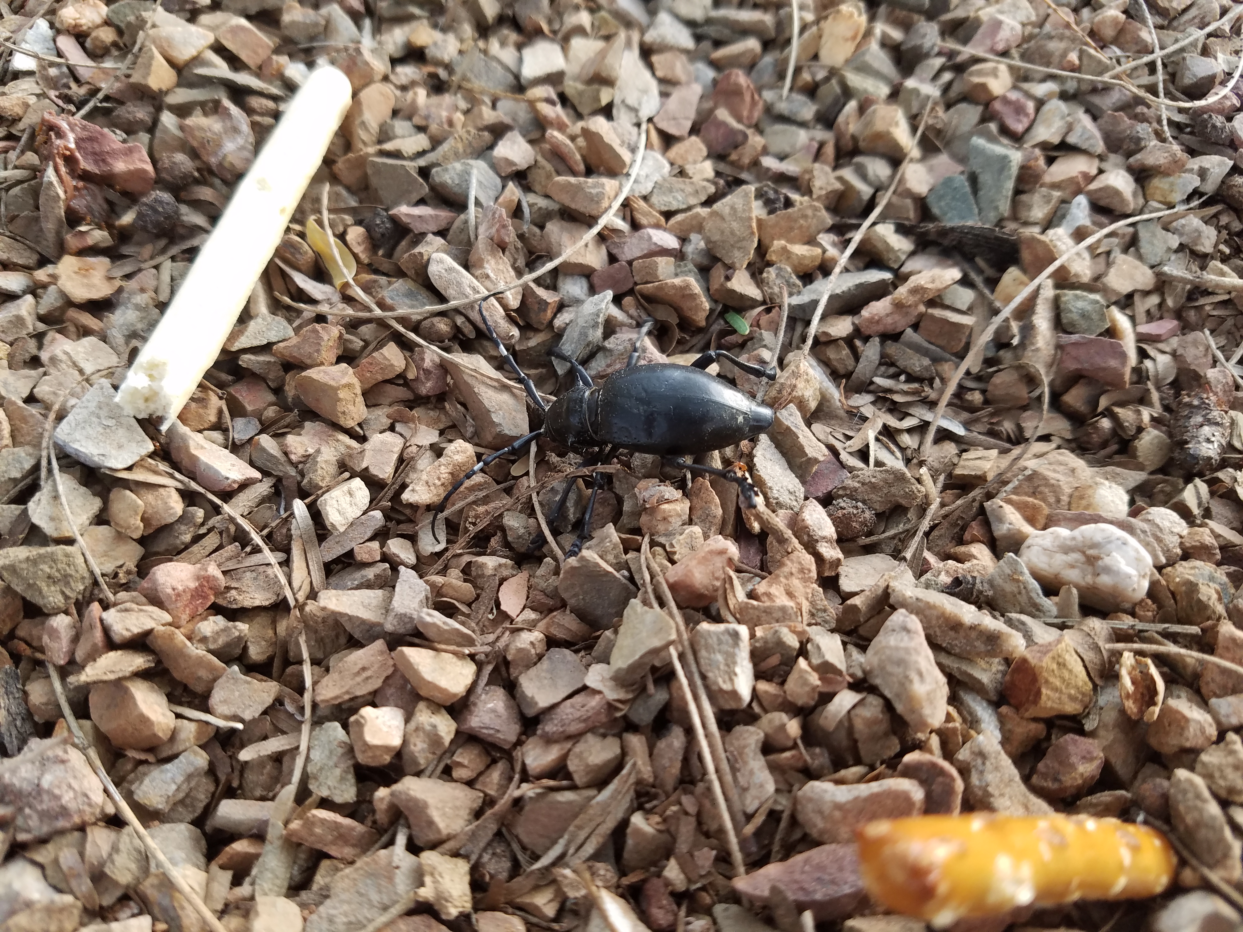 beetle near nutella sticks