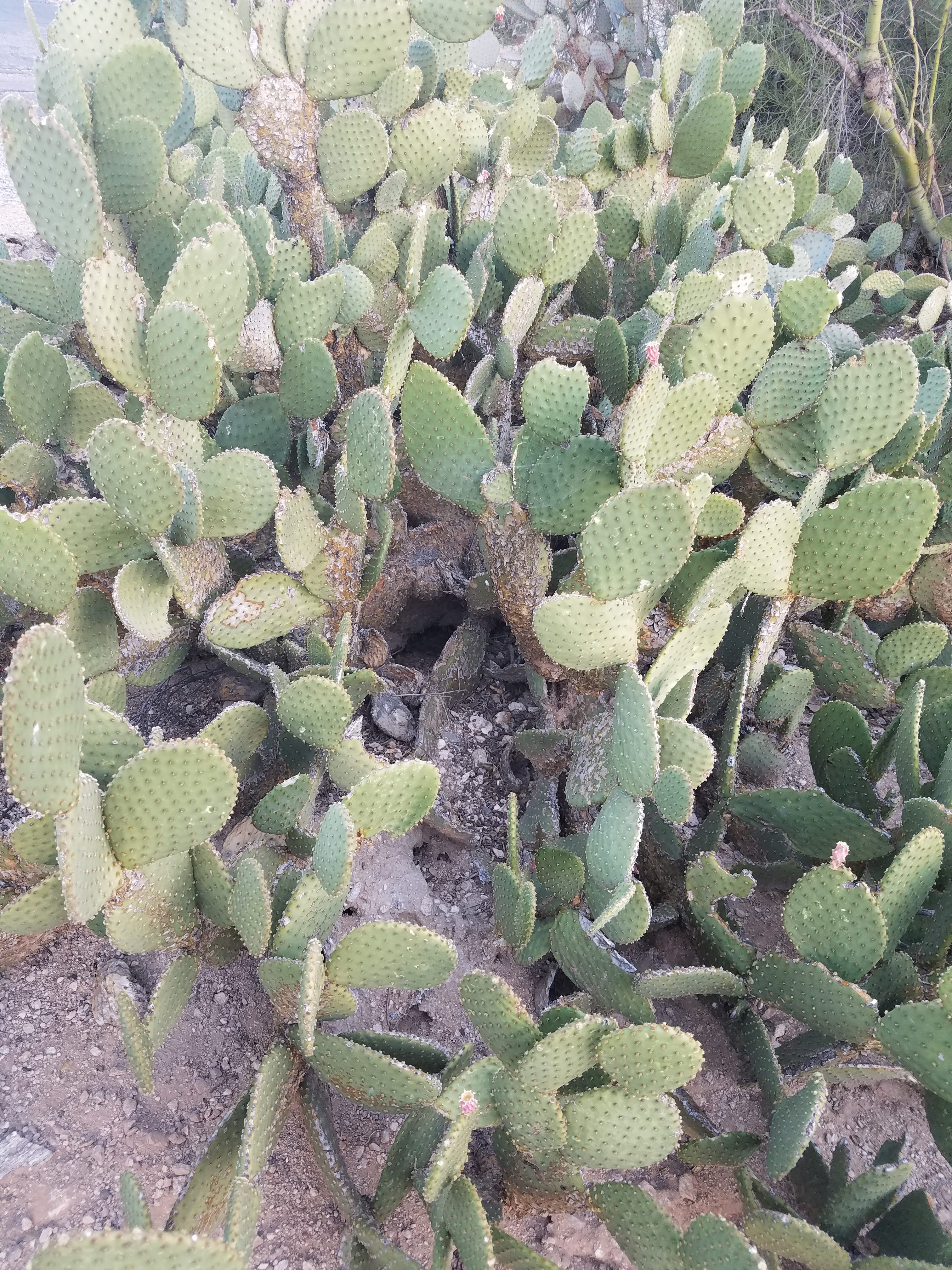 cactus holes