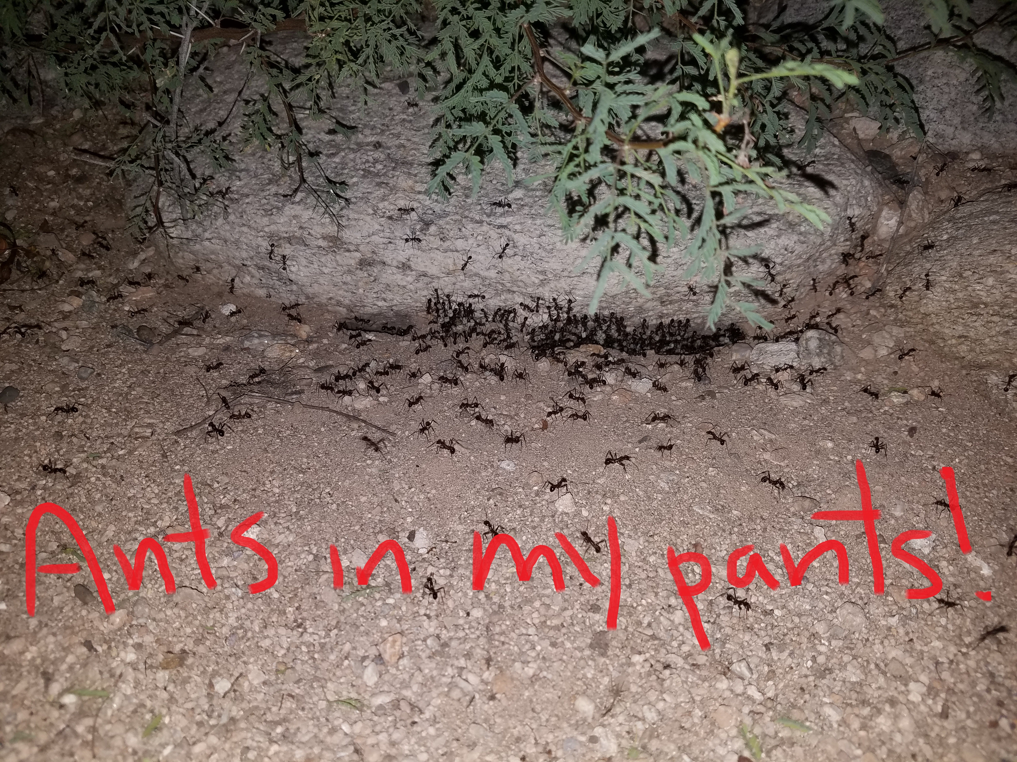 sonoran desert harvester ants wide view