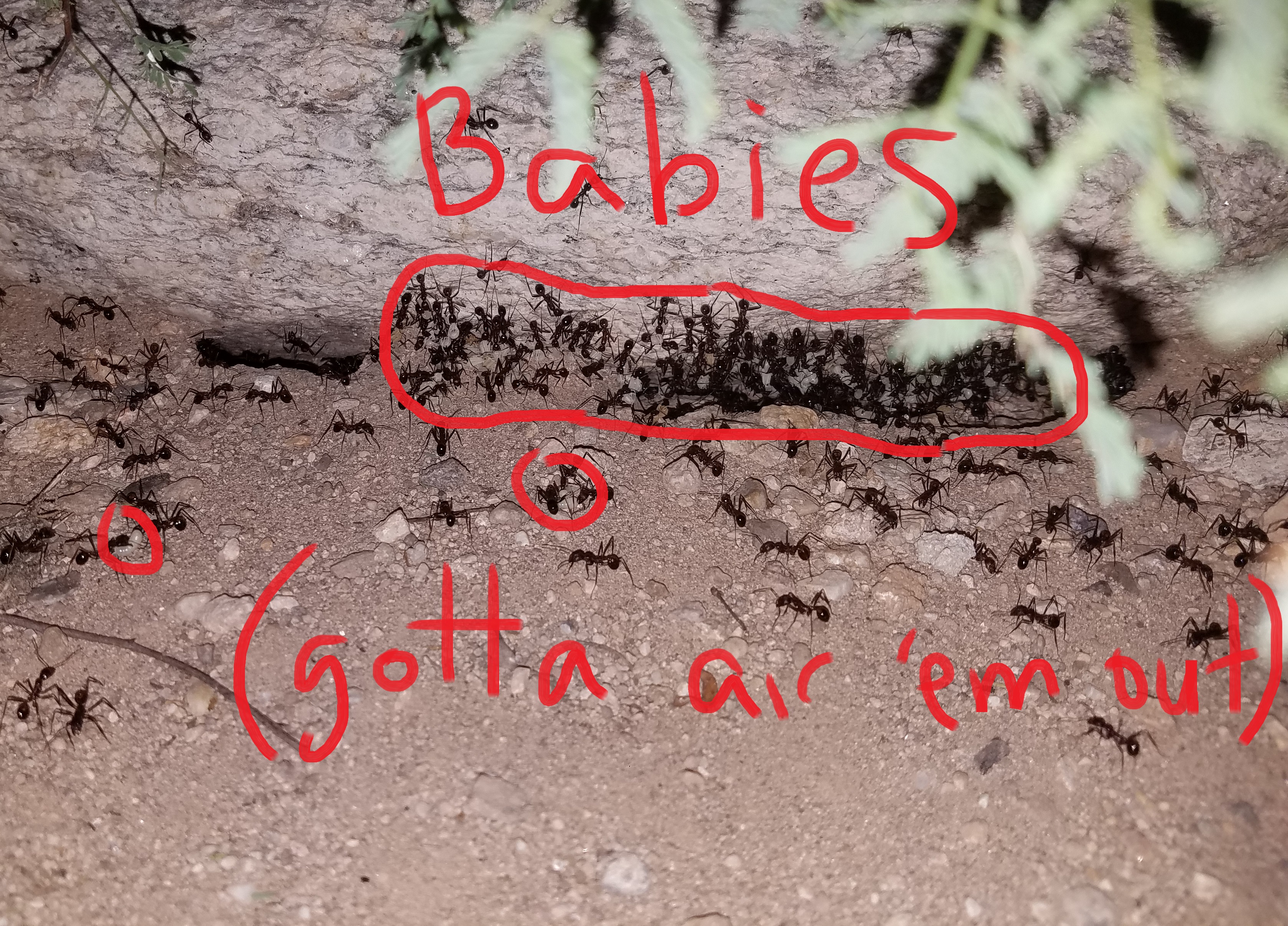 tucson harvester ants close up view