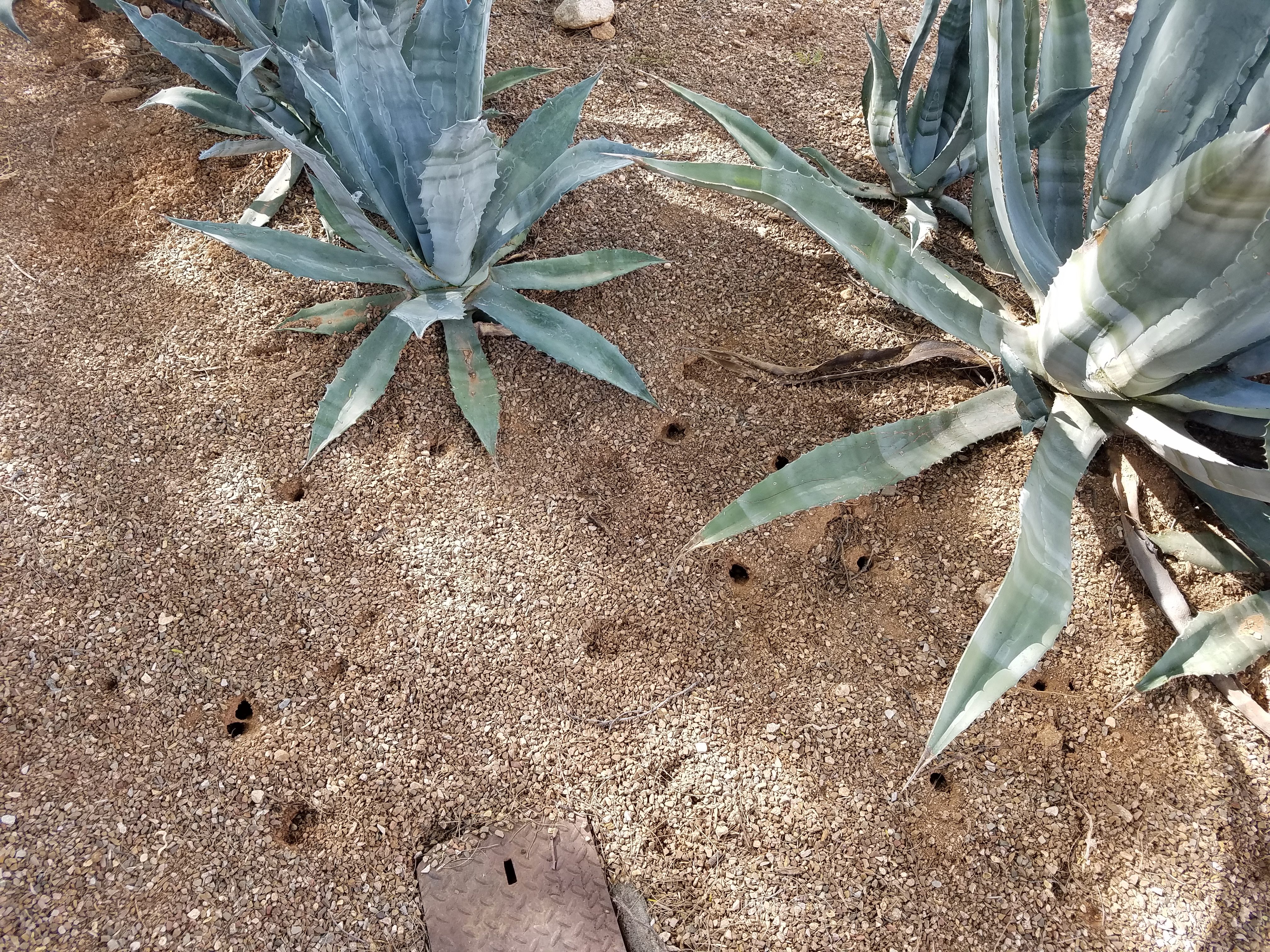agave holes