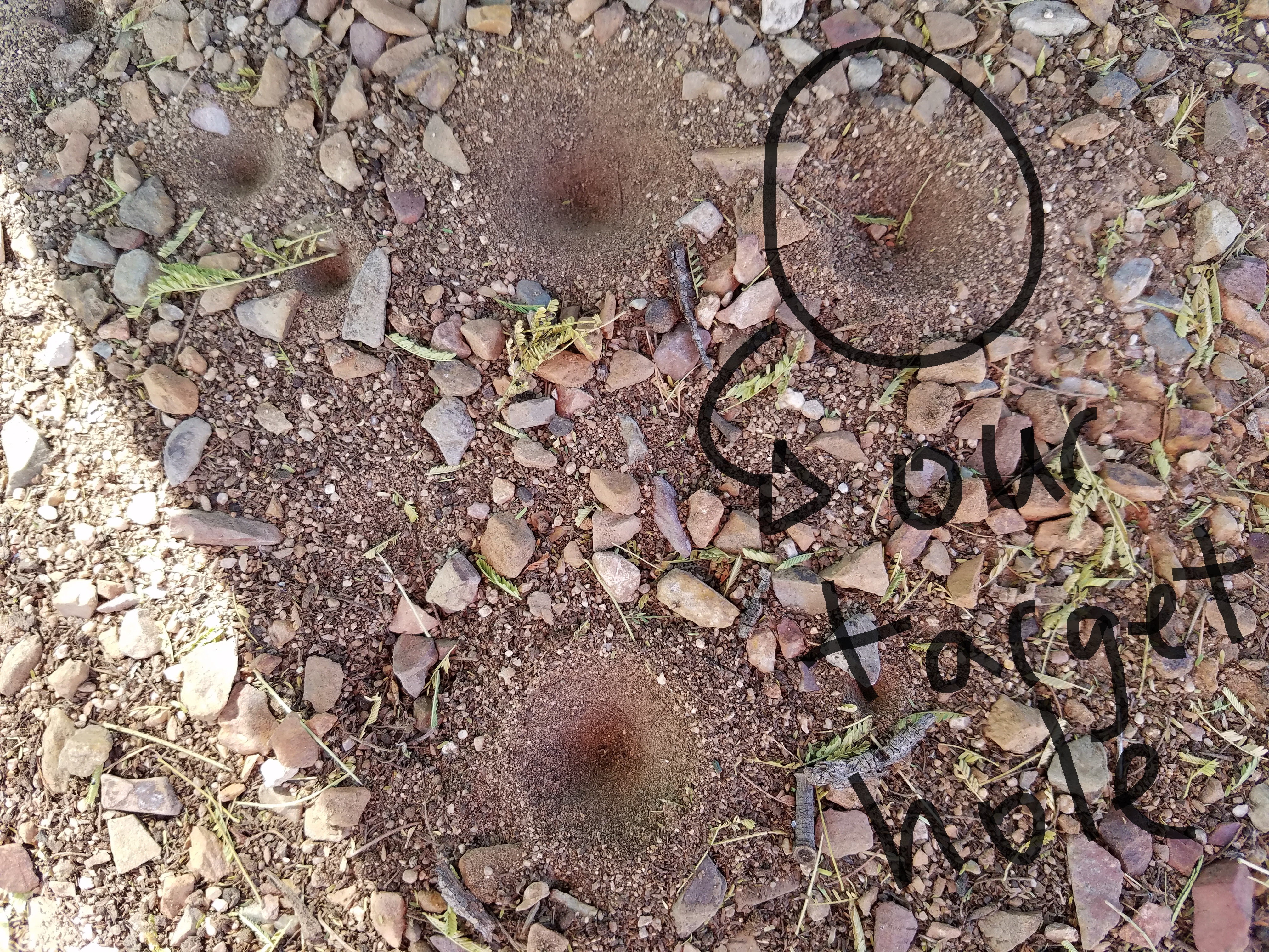 sonoran desert antlion holes
