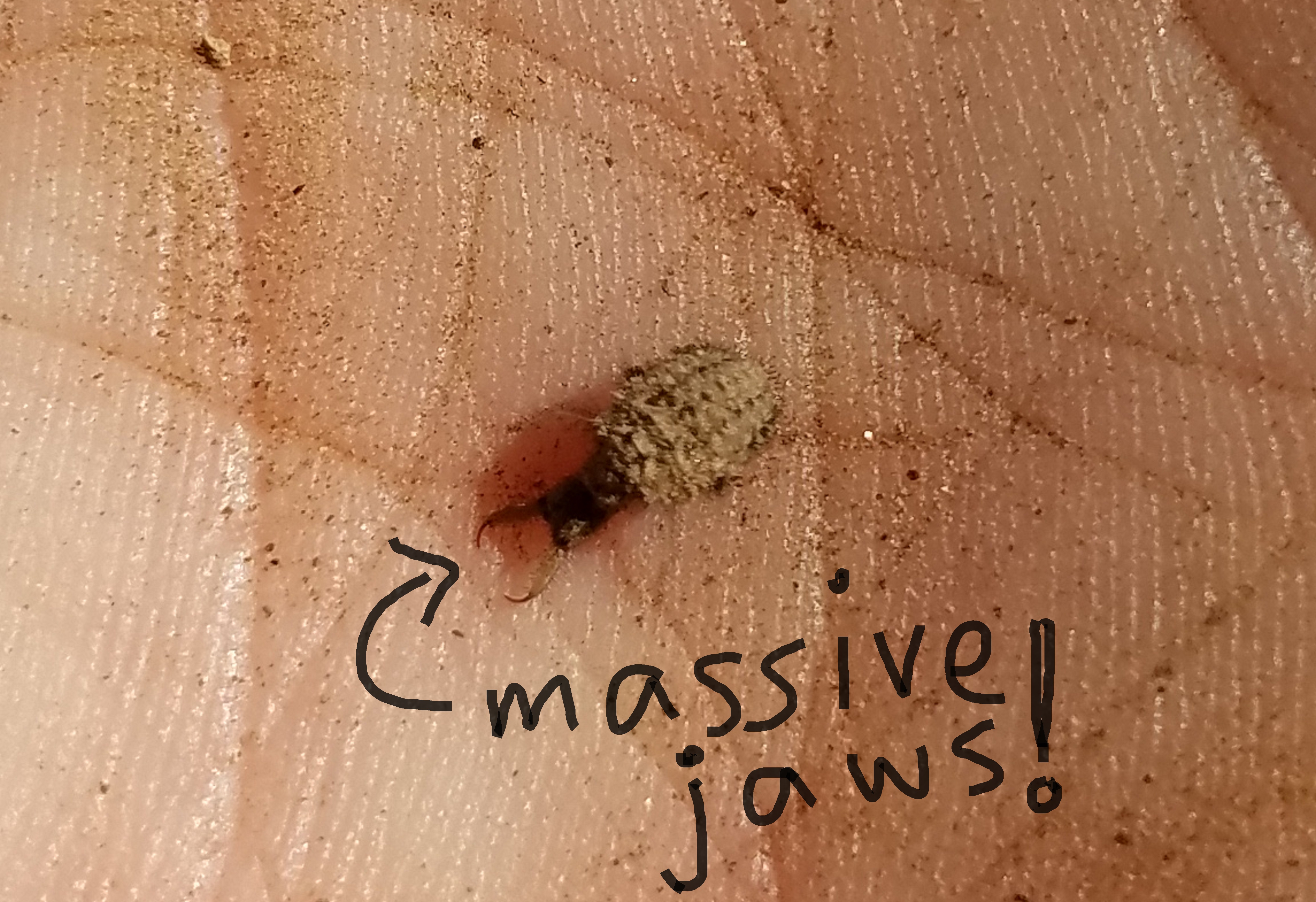tucson antlion larva