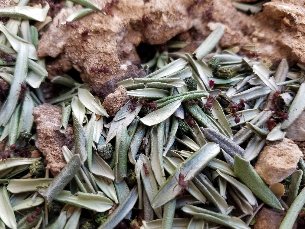 tucson leaf-cutter ant fungus farm