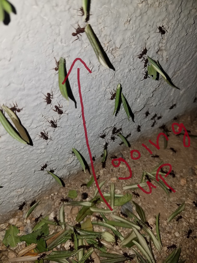 sonoran desert leaf-cutter ants