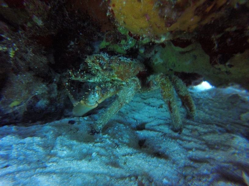 Cozumel channel clinging crab