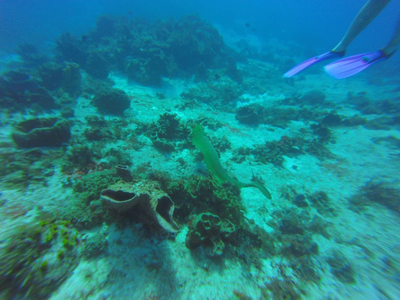 Cozumel green moray eel