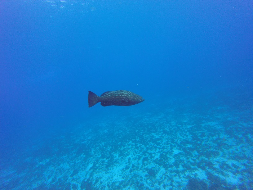 Cozumel grouper
