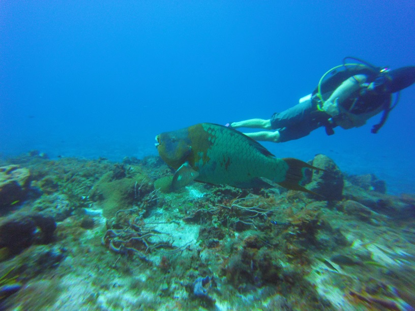 Cozumel parrotfish