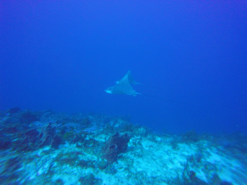 Cozumel spotted eagle rays