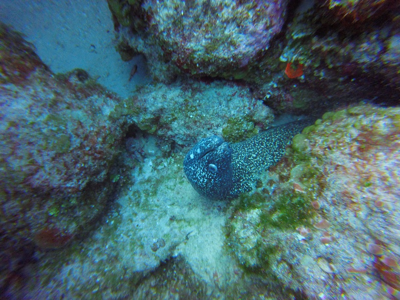 Cozumel spotted moray eel