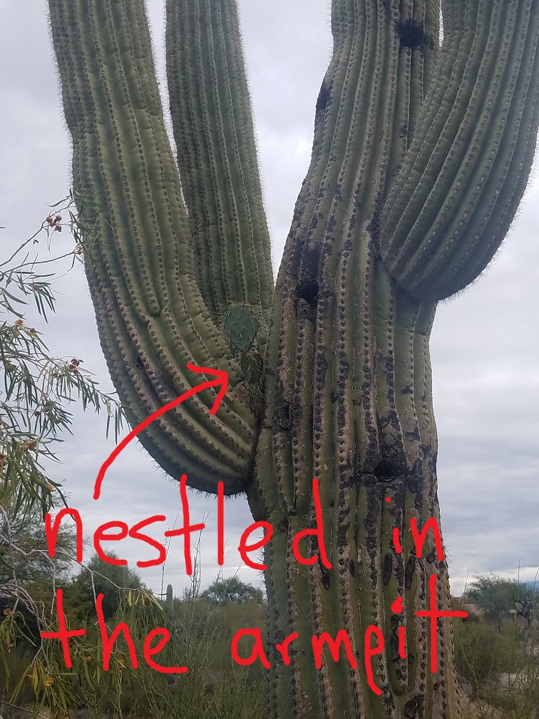 saguaro cactus arm prickly pear