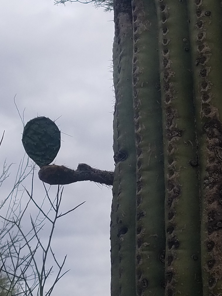 saguaro hole prickly pear sonoran desert