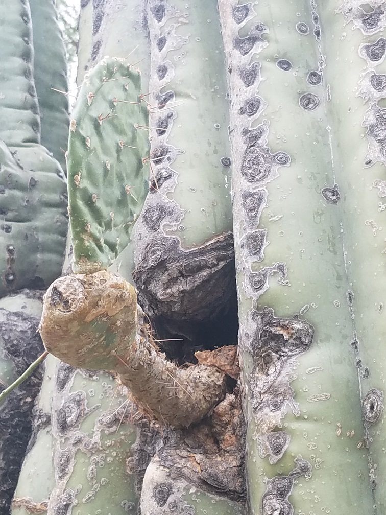 saguaro cactus prickly pear closeup