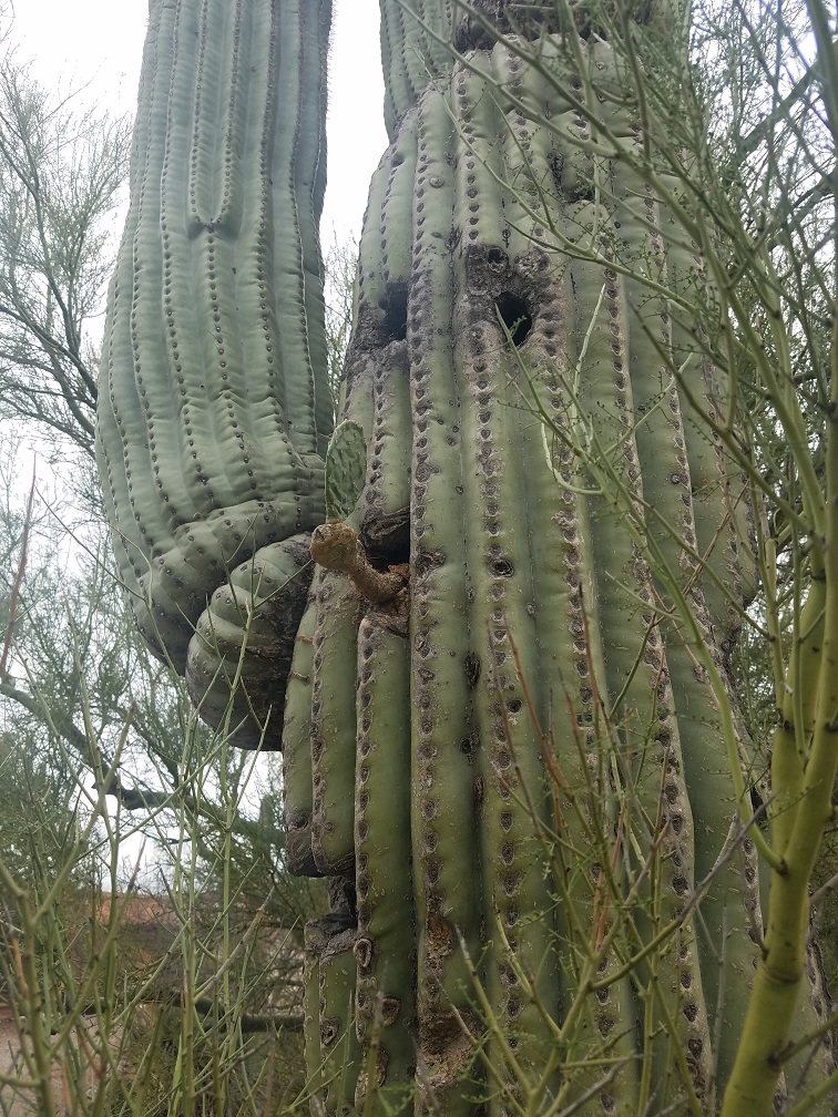 saguaro hole prickly pear catalina foothills
