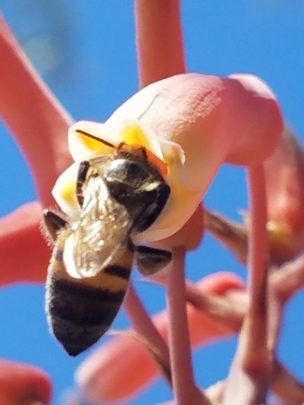 Tucson aloe bee