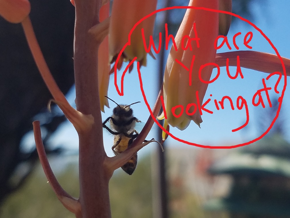Tucson bee