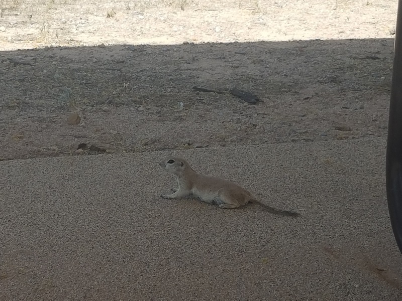 sonoran desert round-tail ground squirrel