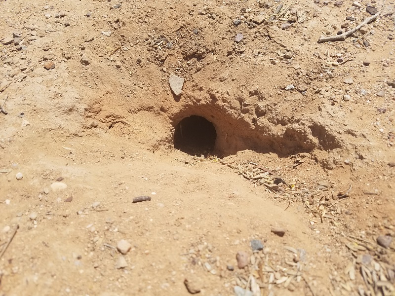 sonoran desert roundtail ground squirrel hole