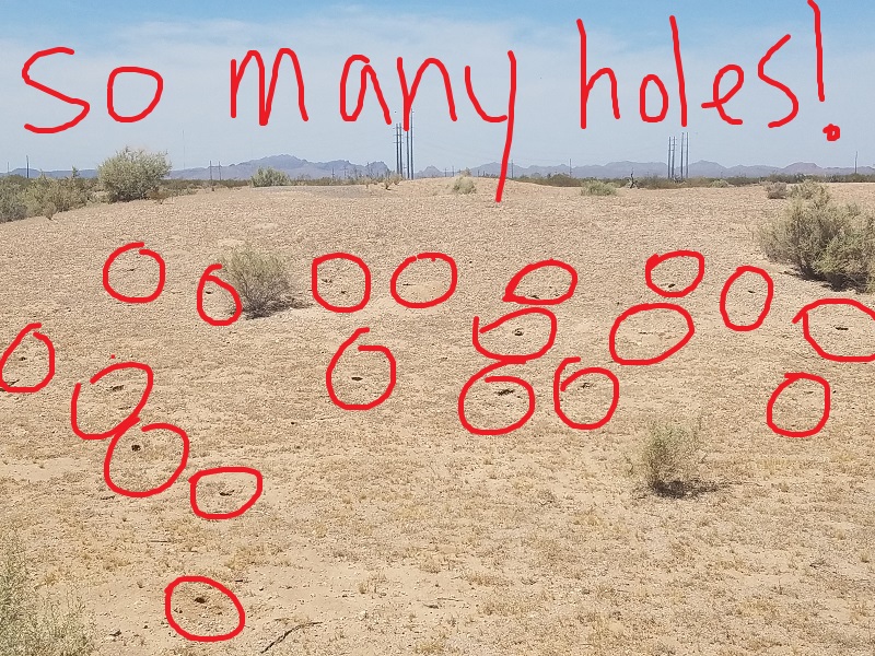sonoran desert roundtail ground squirrel holes