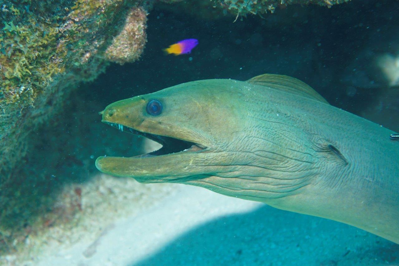 ambergris cay belize green moray eel