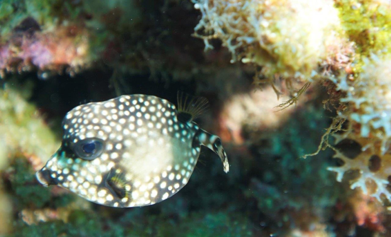 ambergris caye belize trunkfish