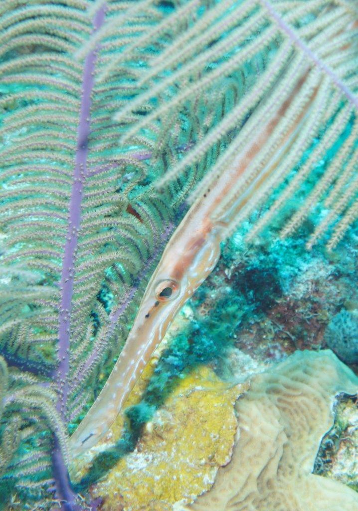 belize ambergris caye trumpetfish hol chan marine reserve