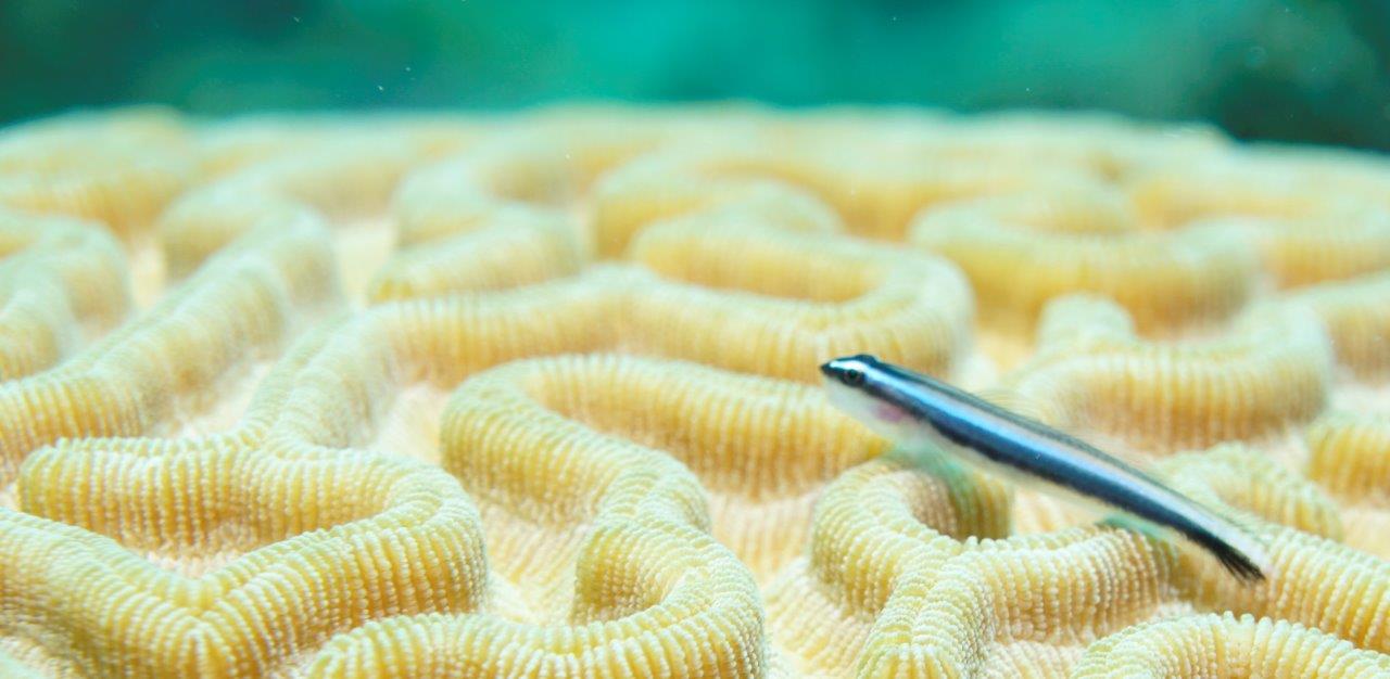 belize brain coral goby