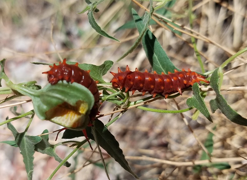 grand canyon hike arizona caterpillar