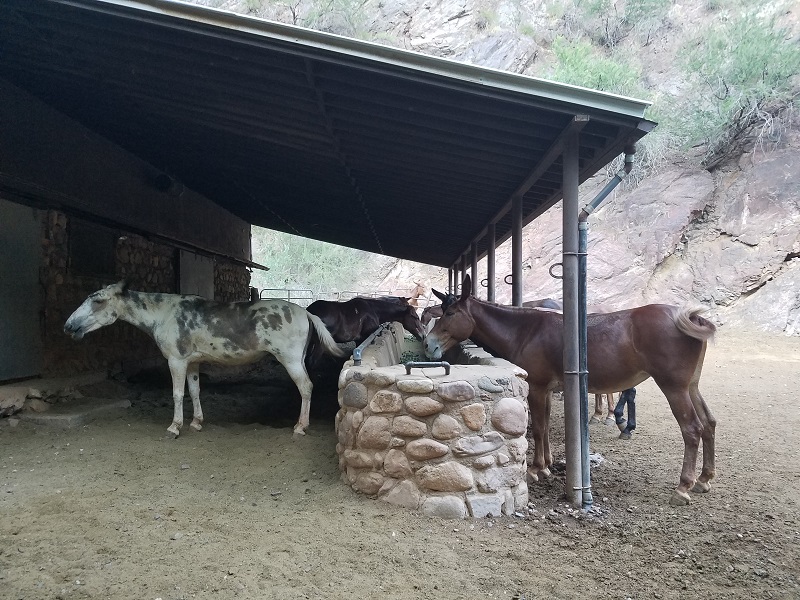 grand canyon phantom ranch mules