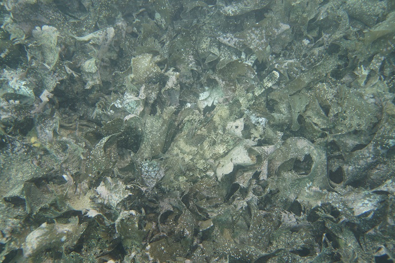 san carlos mexico stone scorpionfish