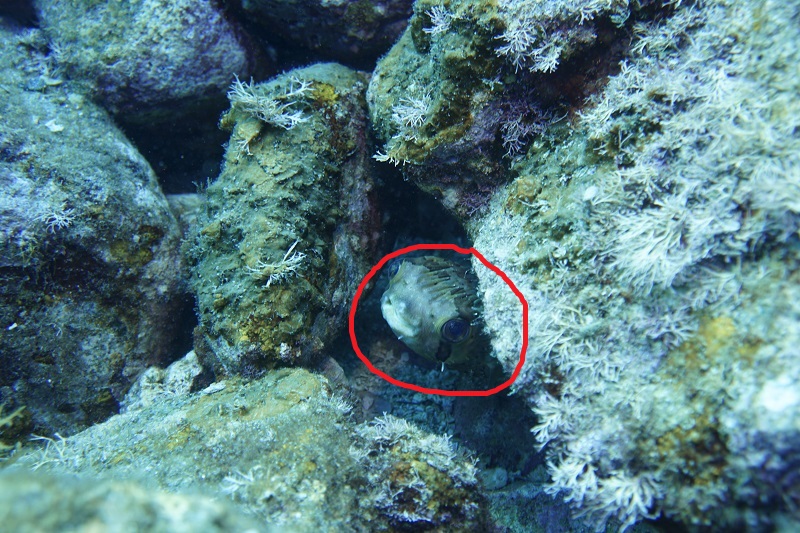 san carlos scuba diving balloonfish