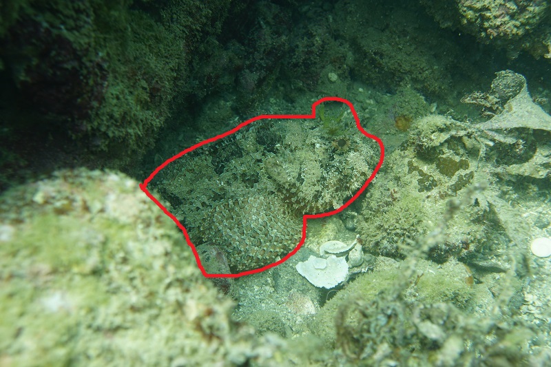 san carlos scuba diving stone scorpionfish