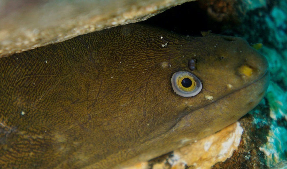 san carlos mexico green moray eel
