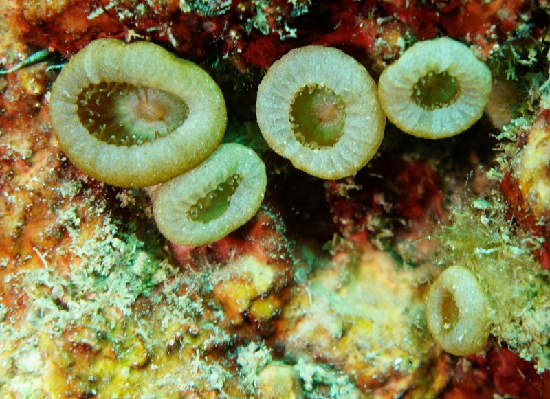 san carlos anemone