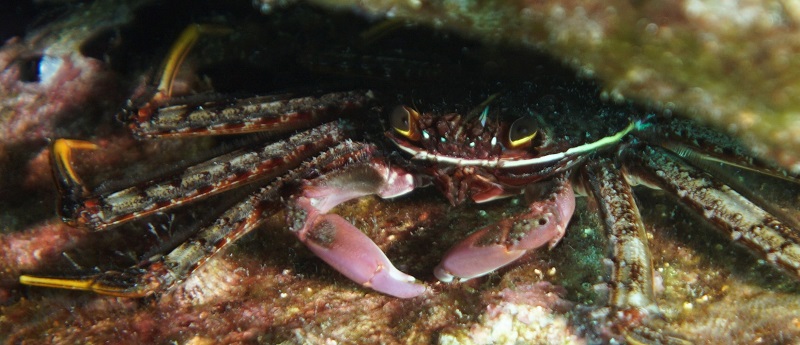 san carlos crab underwater