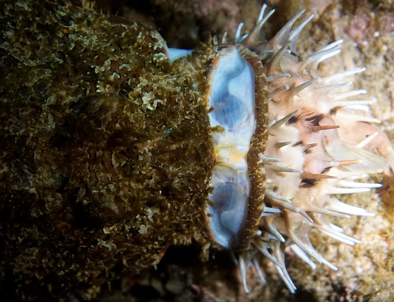 san carlos mexico scuba night dive scorpionfish eating porcupinefish