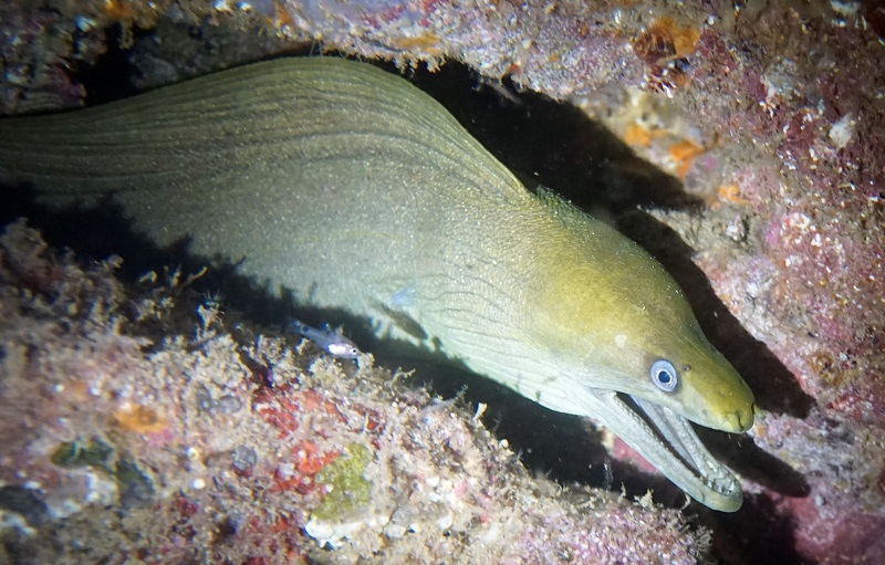 san carlos night dive scuba green moray eel