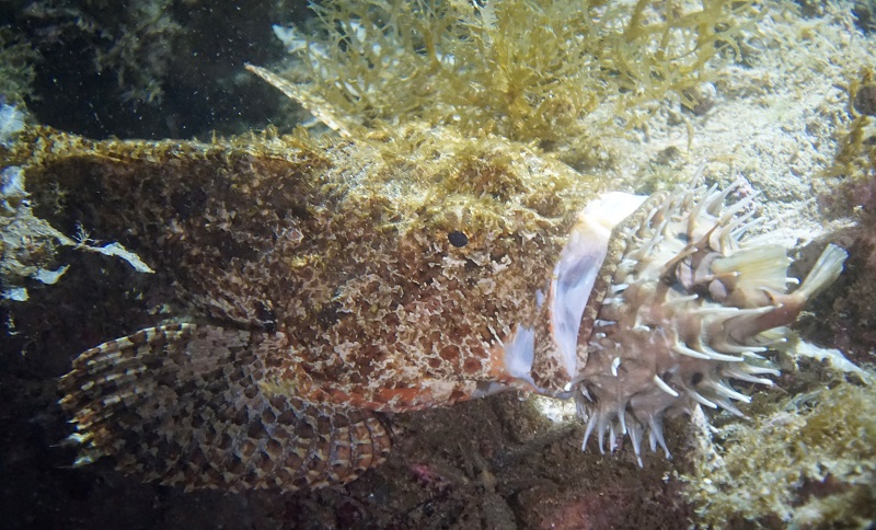 san carlos sea of cortez scorpionfish eating balloonfish