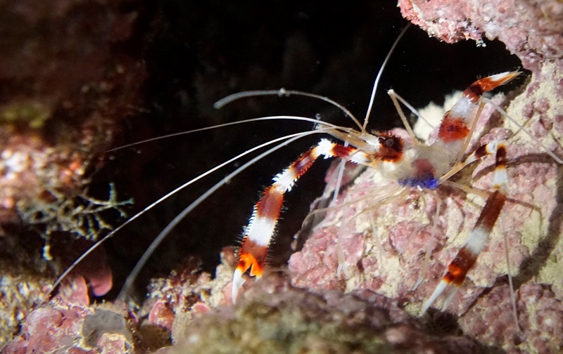great barrier reef banded cleaner shrimp