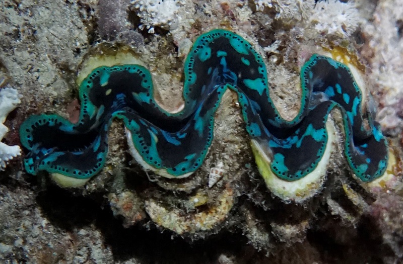great barrier reef australia clam