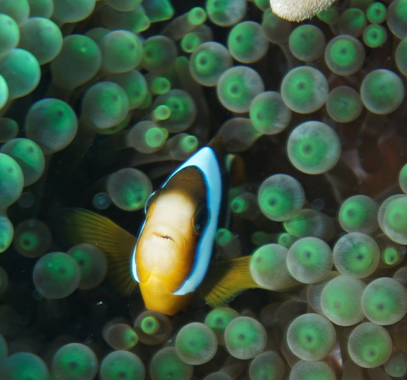 great barrier reef clownfish