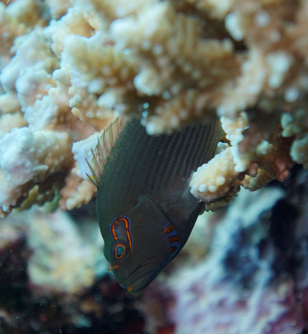 great barrier reef australia fish
