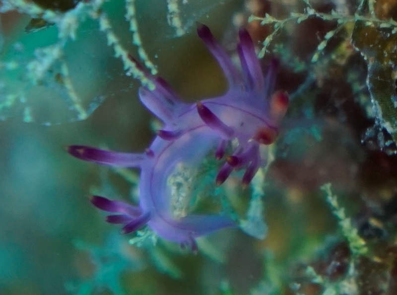 great barrier reef purple nudibranch