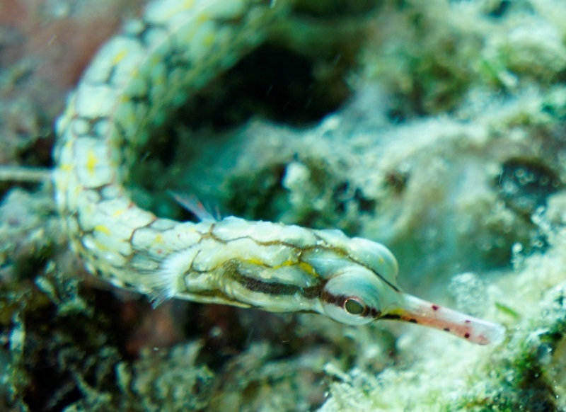 great barrier reef pipefish