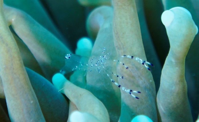 great barrier reef anemone shrimp
